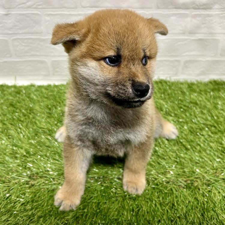 animal_image
