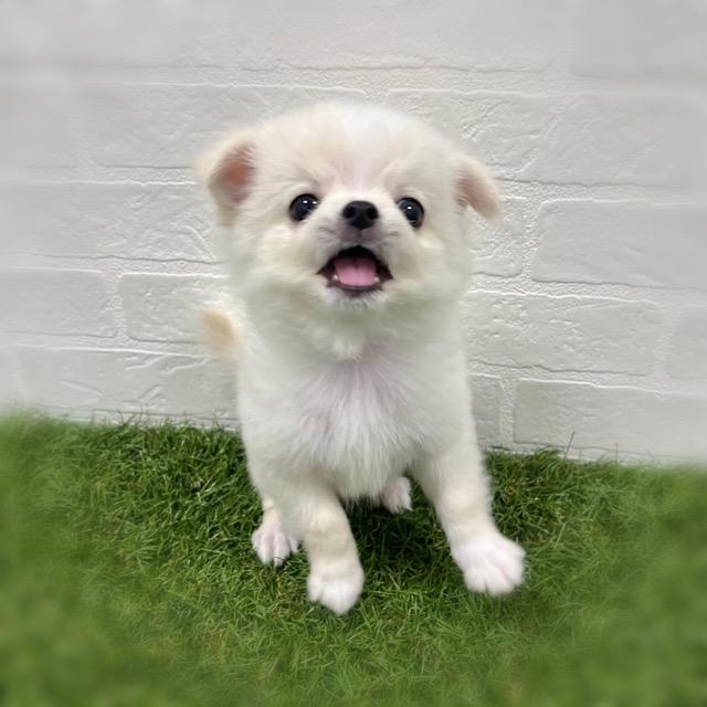 animal_image
