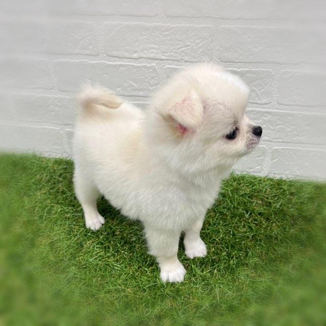 animal_image