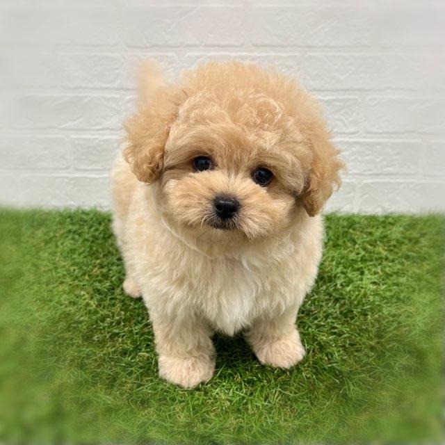 animal_image