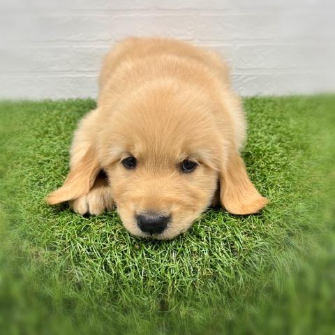 animal_image