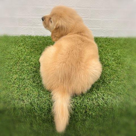 animal_image