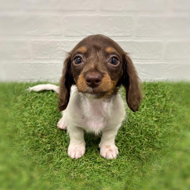 animal_image
