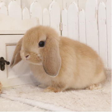 animal_image