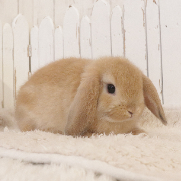 animal_image