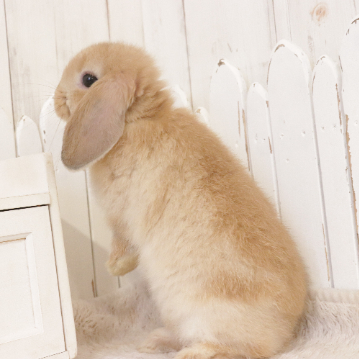 animal_image