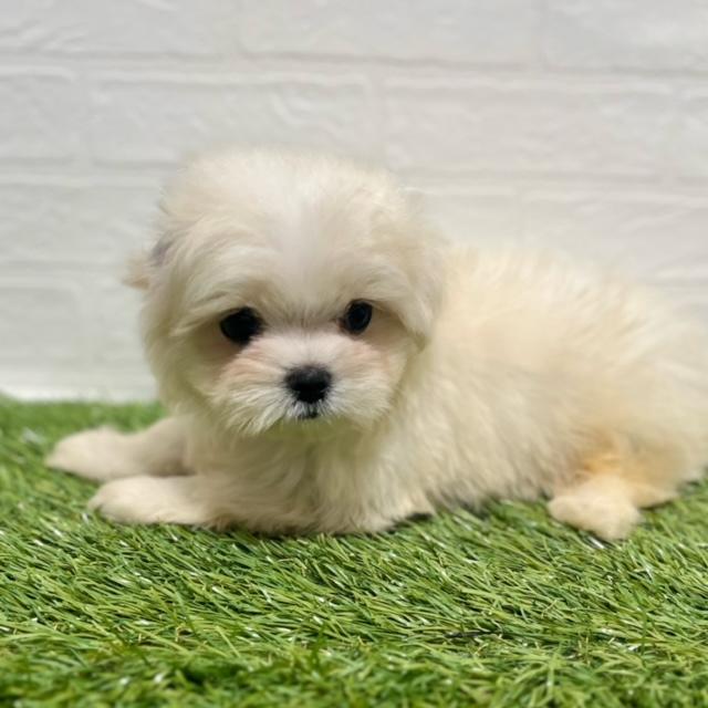 animal_image