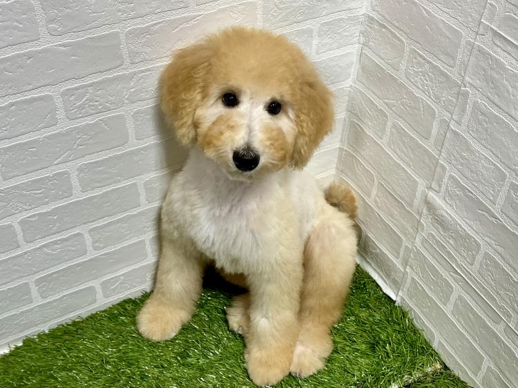 animal_image