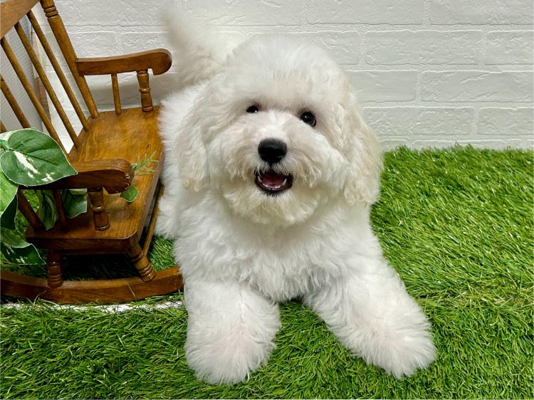 animal_image