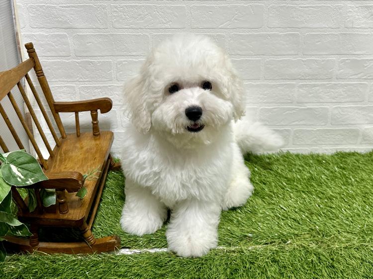 animal_image