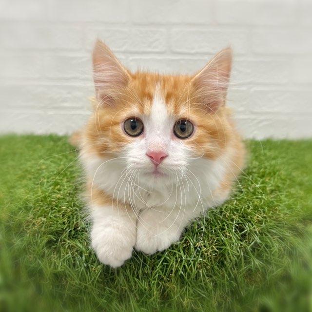 animal_image