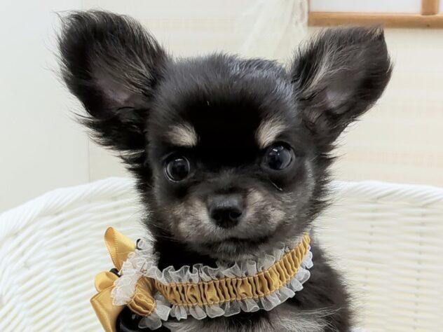 animal_image