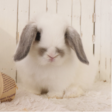 animal_image