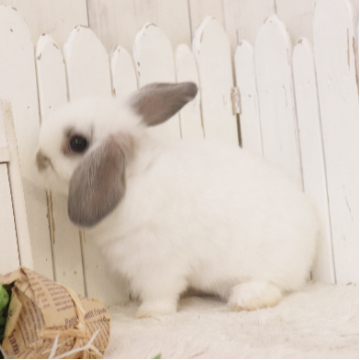 animal_image