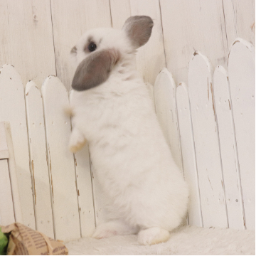 animal_image
