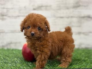 animal_image