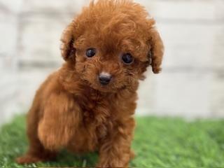 animal_image