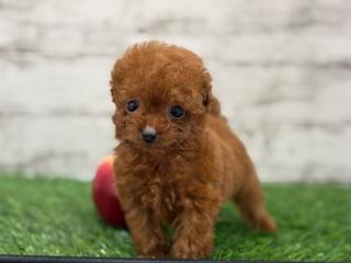 animal_image
