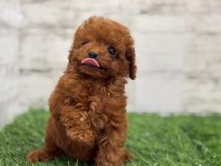 animal_image
