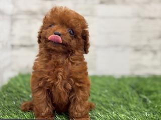 animal_image