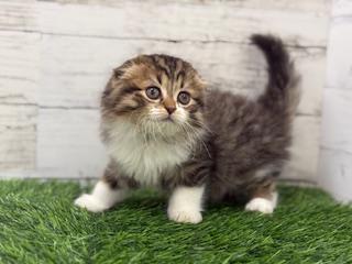 animal_image