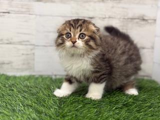 animal_image