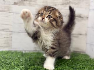 animal_image