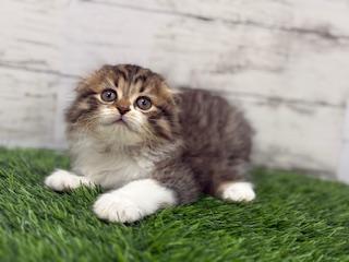 animal_image