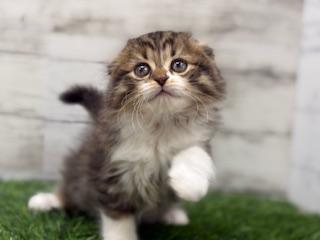 animal_image