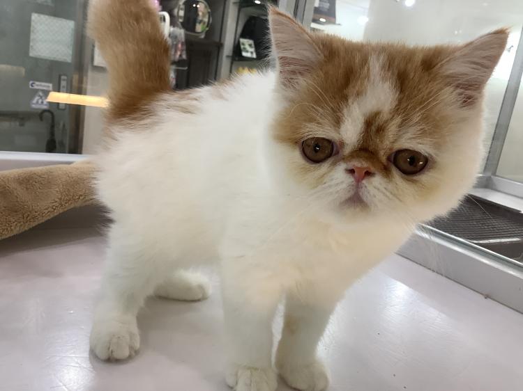 animal_image