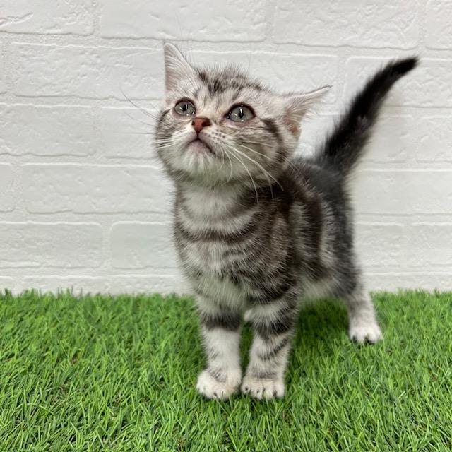 animal_image