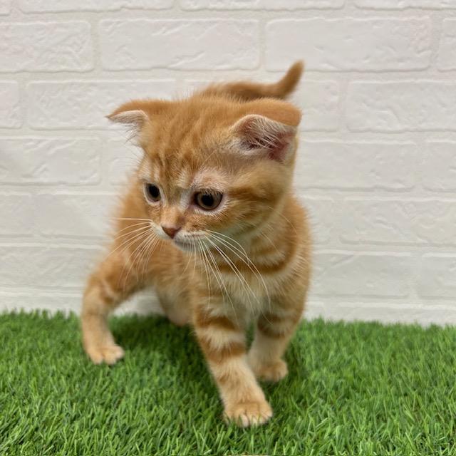 animal_image