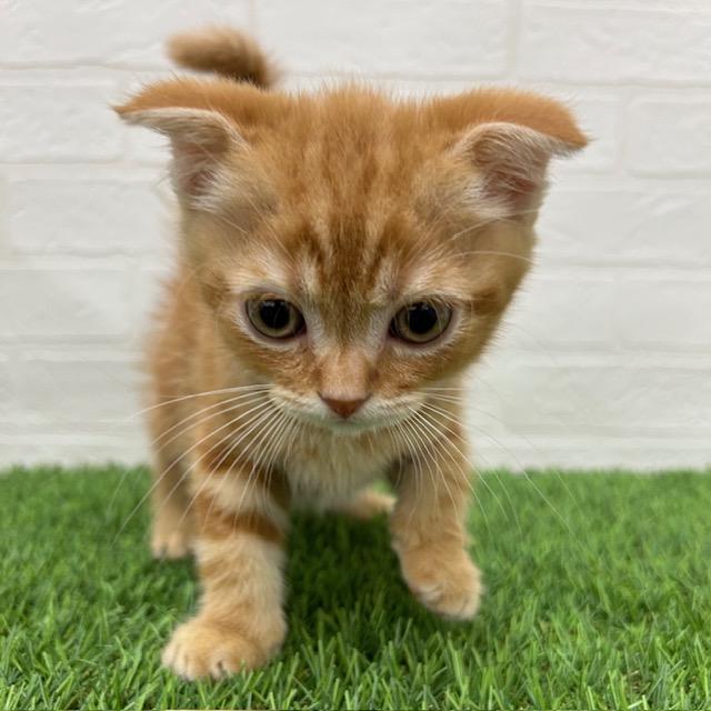 animal_image