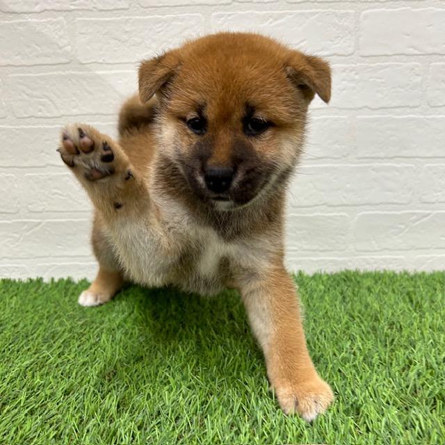 animal_image