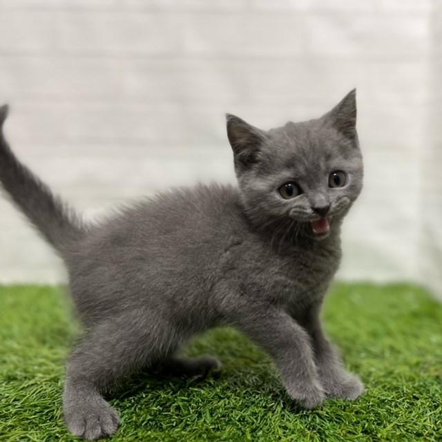 animal_image