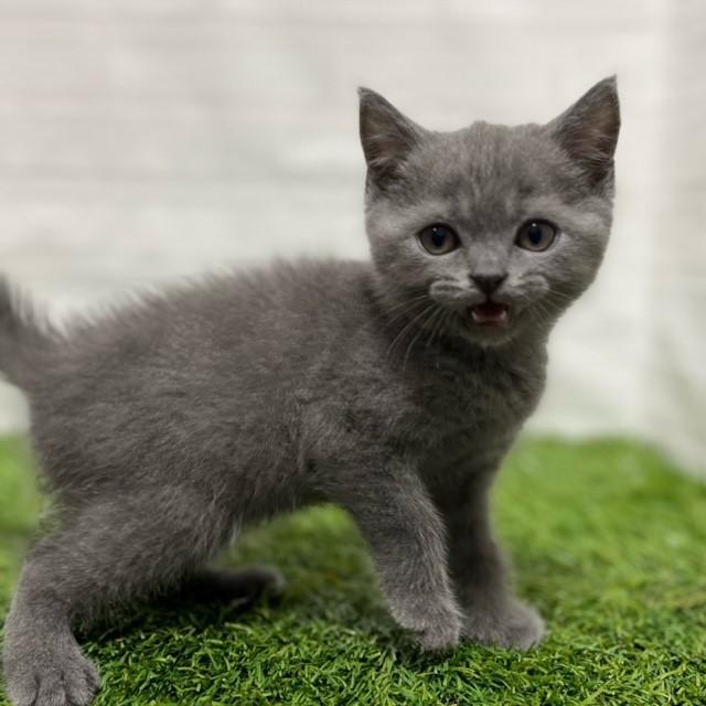animal_image