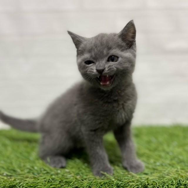 animal_image