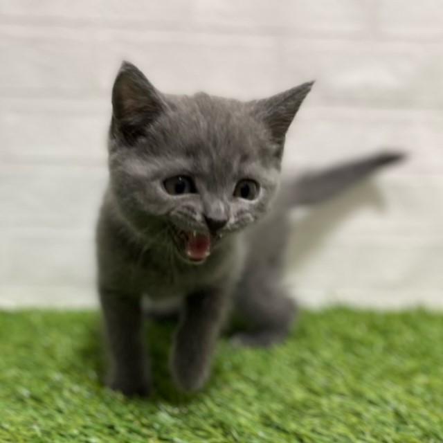 animal_image
