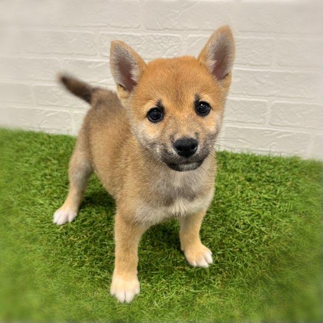 animal_image