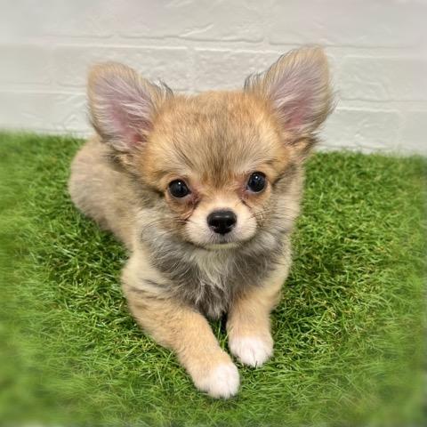 animal_image