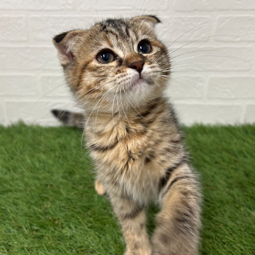 animal_image