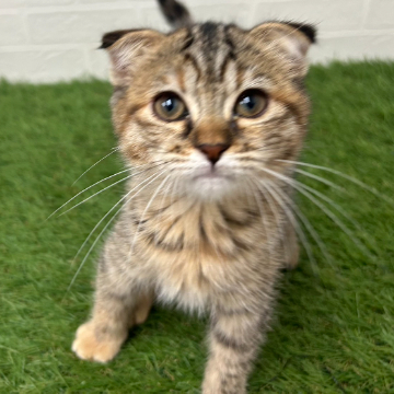 animal_image