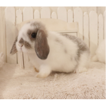 animal_image