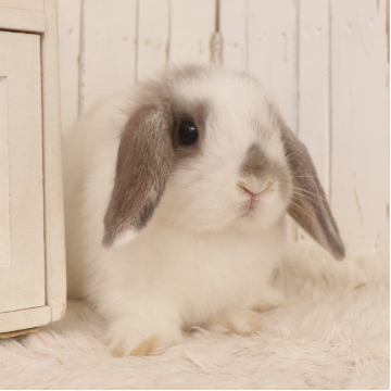 animal_image