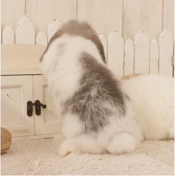 animal_image