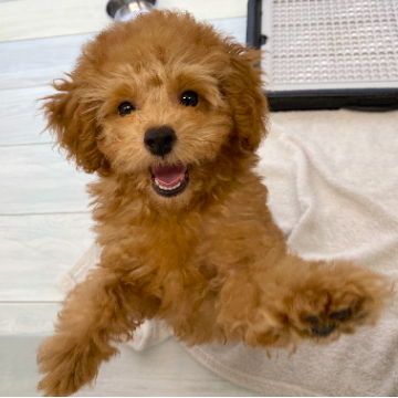 animal_image