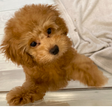 animal_image