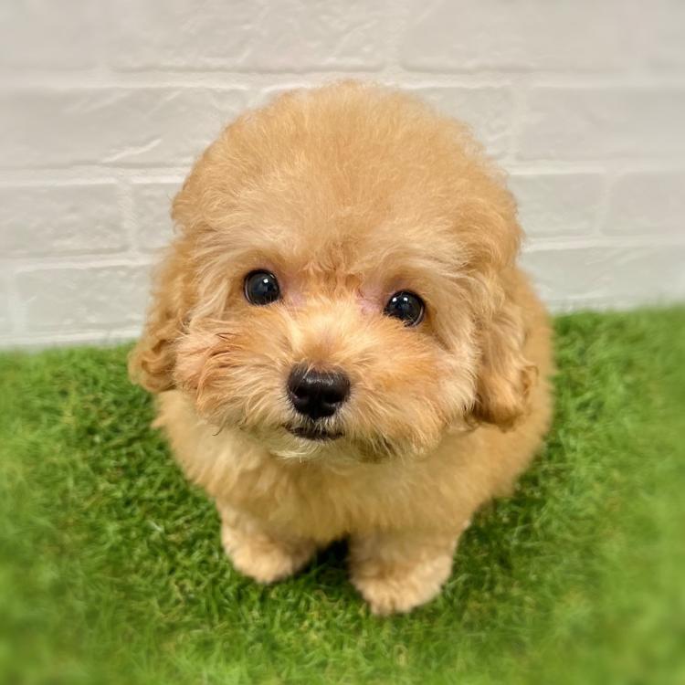 animal_image