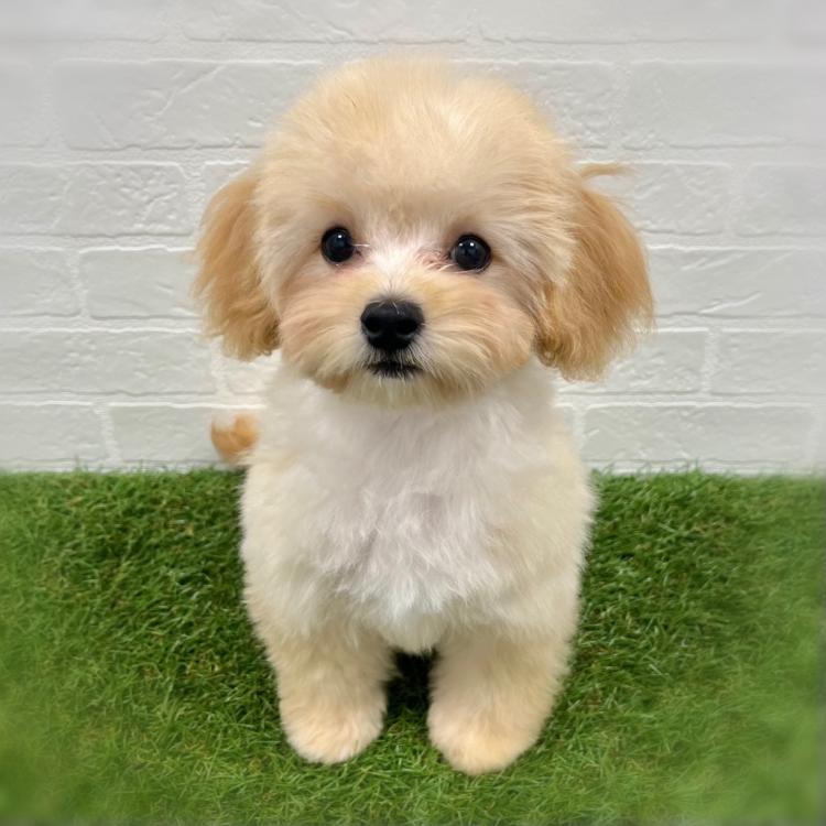animal_image