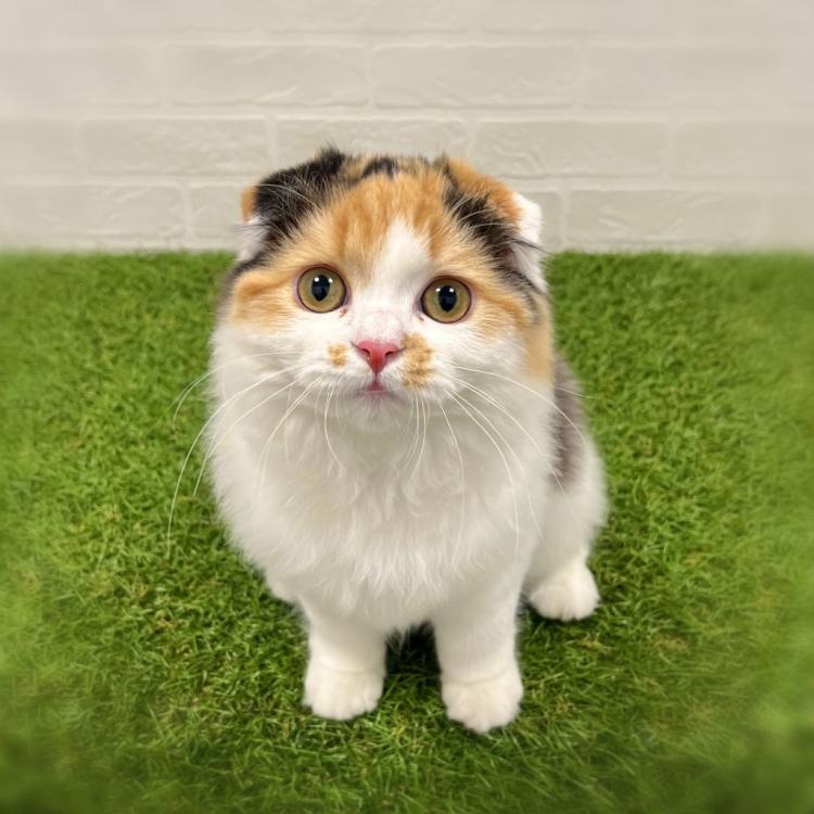 animal_image